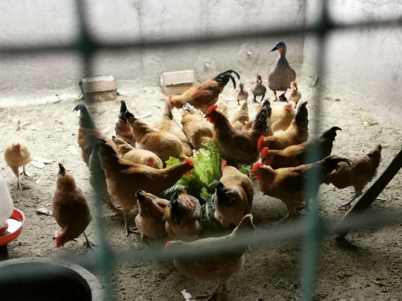 Wenyi Tang 2nd place entrant for Picture This 2023 showing a group of ducks waiting to eat as a group of chickens feed