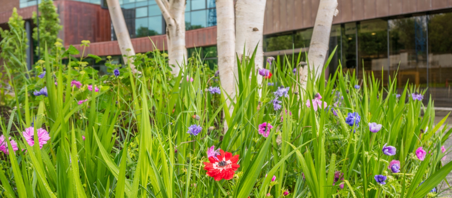 image of flowers outside library