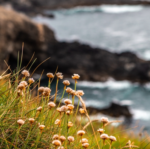 A picture of wildflowers in the grass by the sea.