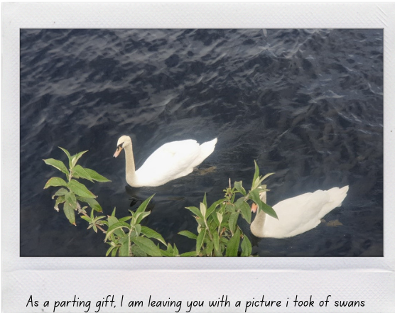 Swans in the River Shannon