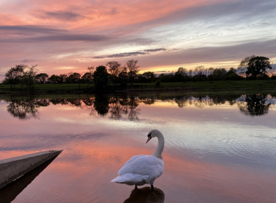 swan overlooking the river, pink sunset sky